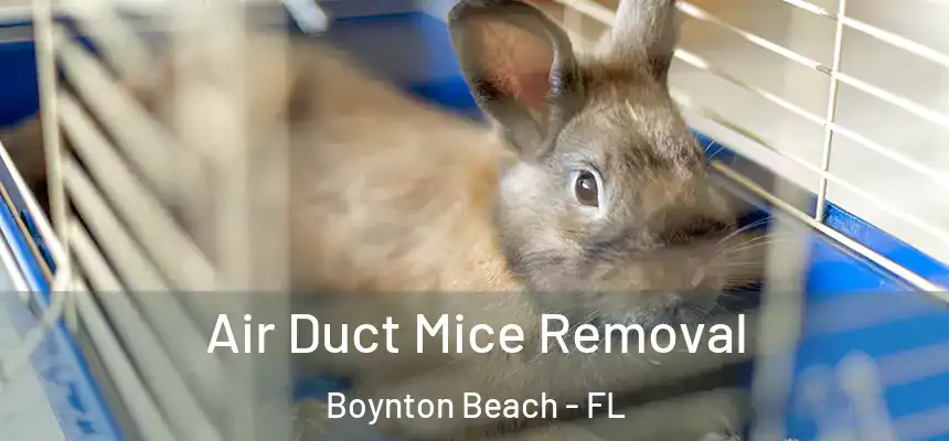  Air Duct Mice Removal Boynton Beach - FL